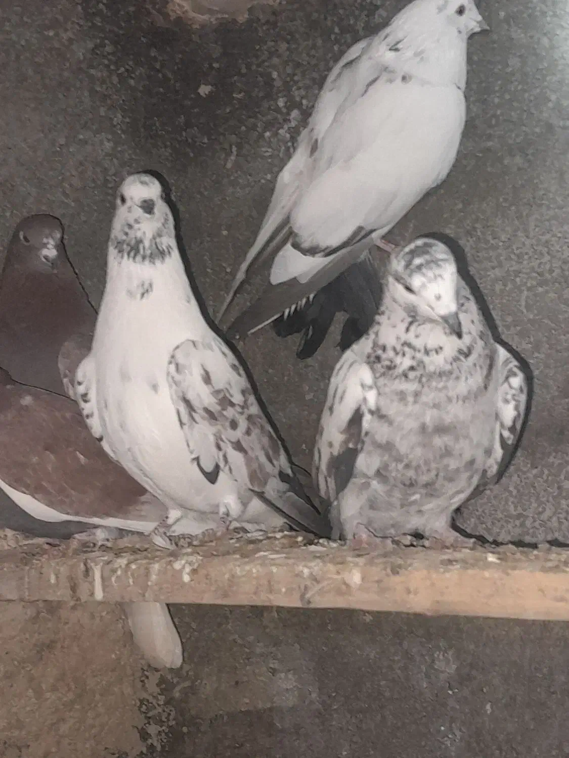 جفتی ۳۵۰|پرنده|خنداب, |دیوار