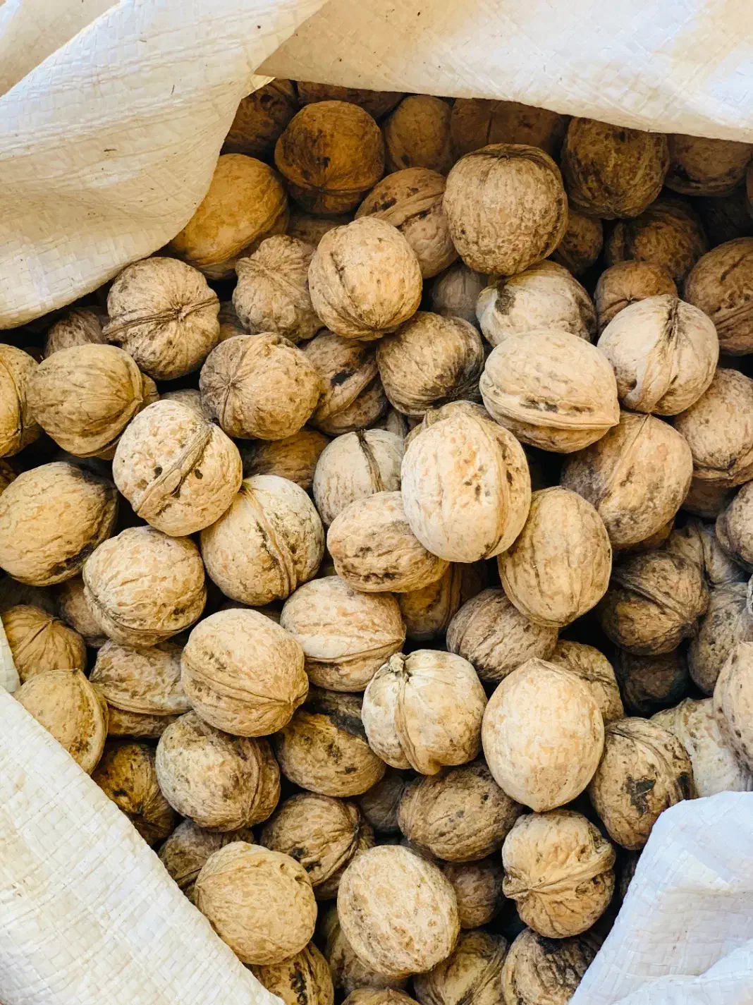 گردو|حراج|روانسر, |دیوار