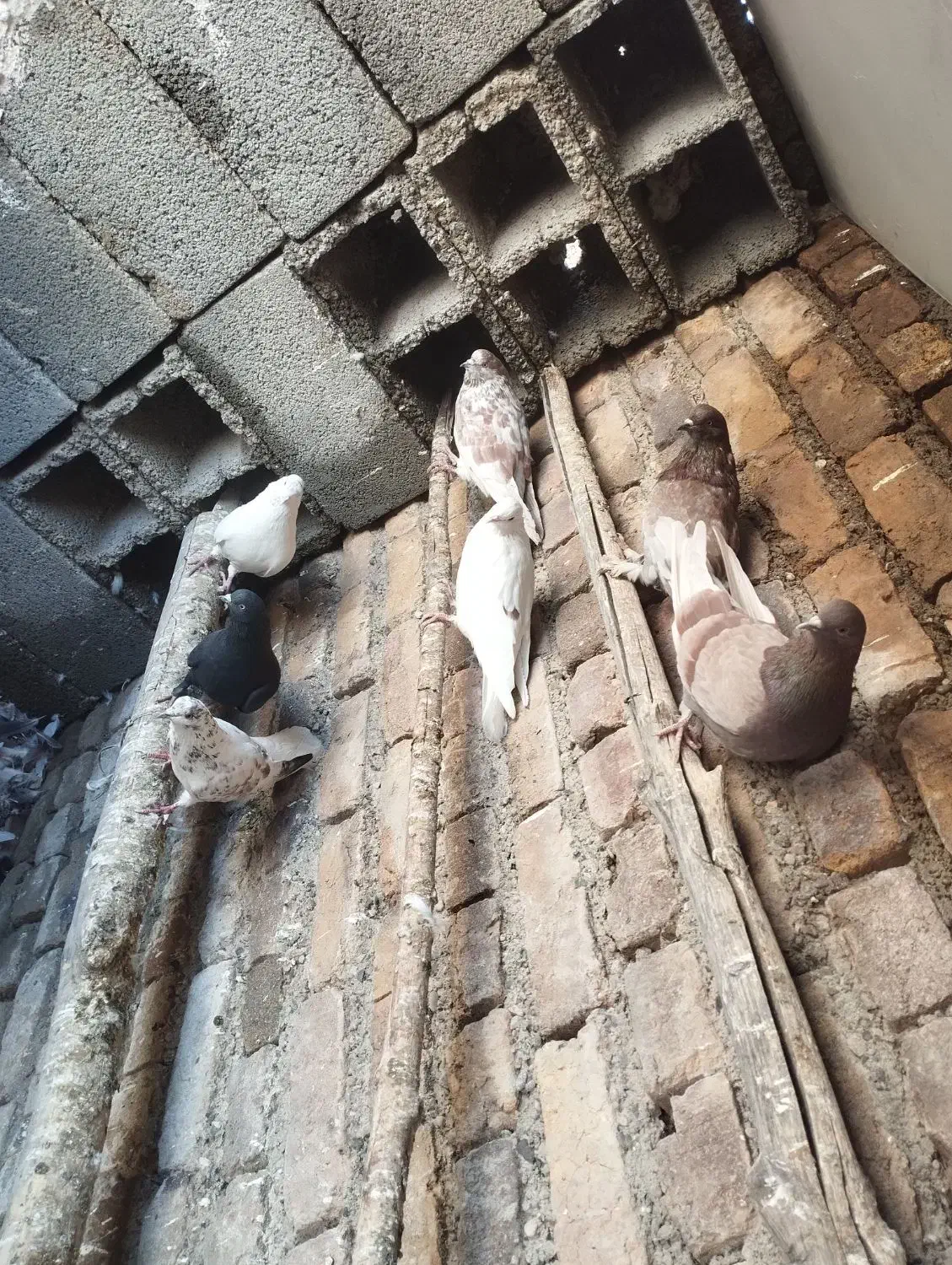 ۱۳عددکبوتر به فروش می‌رسد همشونو گرفتم میفروشم|پرنده|نوشین شهر, |دیوار