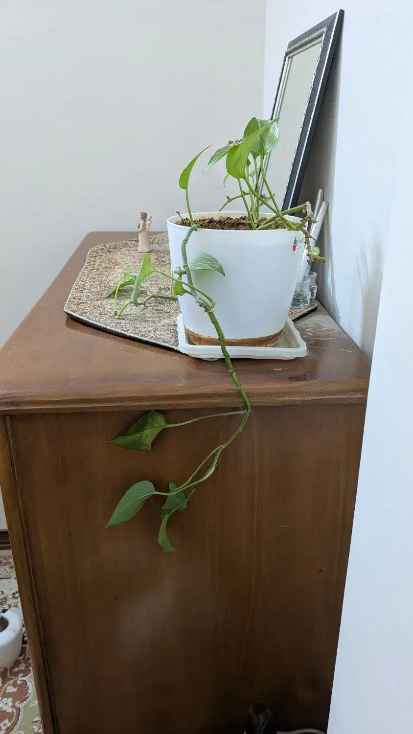 دراور شش کشو درحد نو|جاکفشی، کمد، دراور|مشهد, اقبال|دیوار