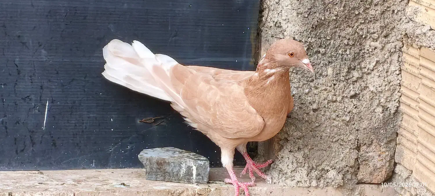 دو عدد کبوتر نر|پرنده|خوانسار, |دیوار