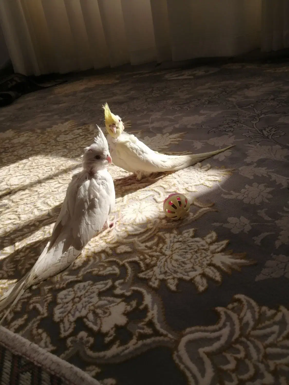 عروس هلندی|پرنده|رشتخوار, |دیوار