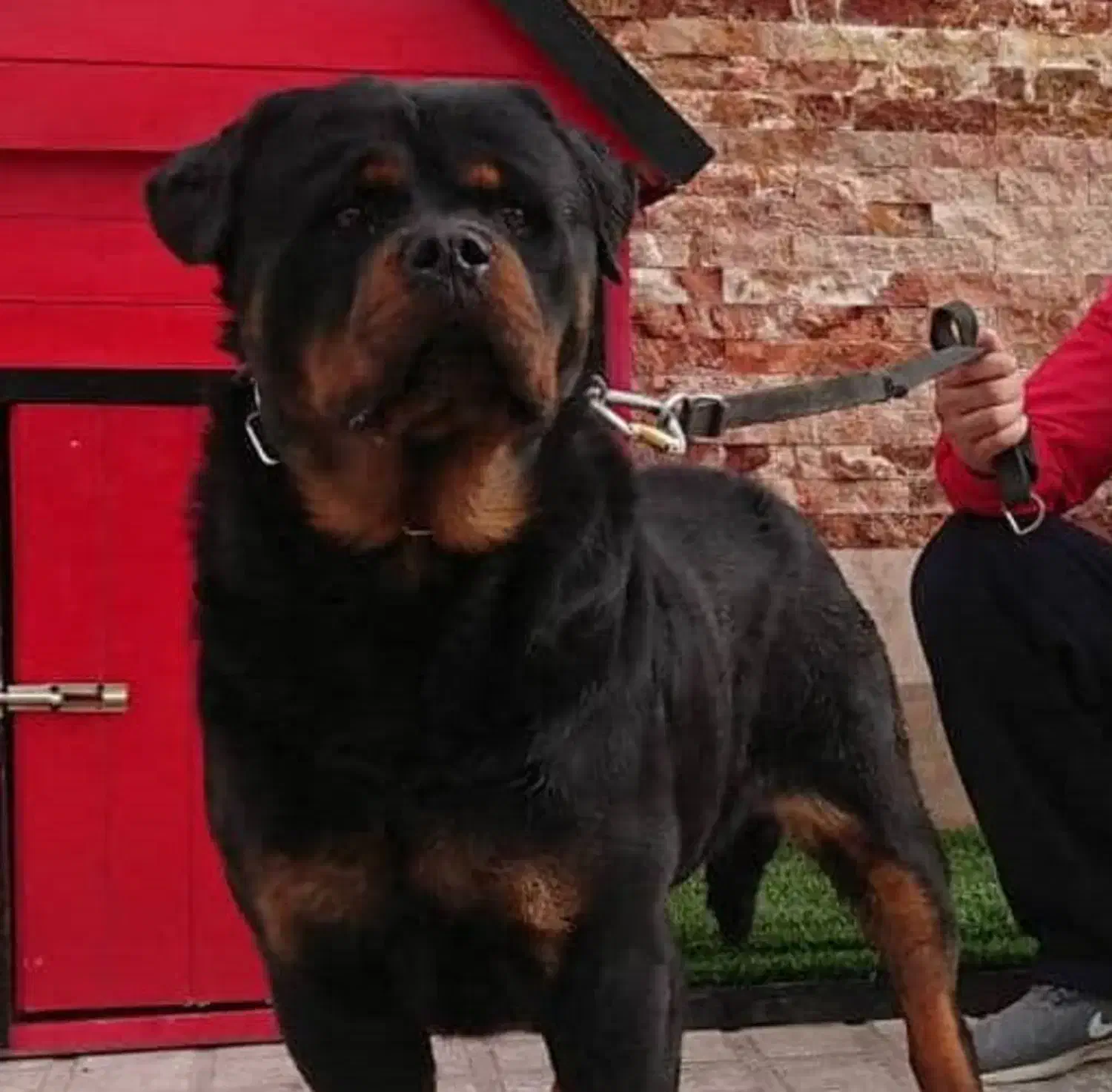 روتوایلر و دوبرمن گریدA با خط خون بالا|سگ|تهران, بریانک|دیوار