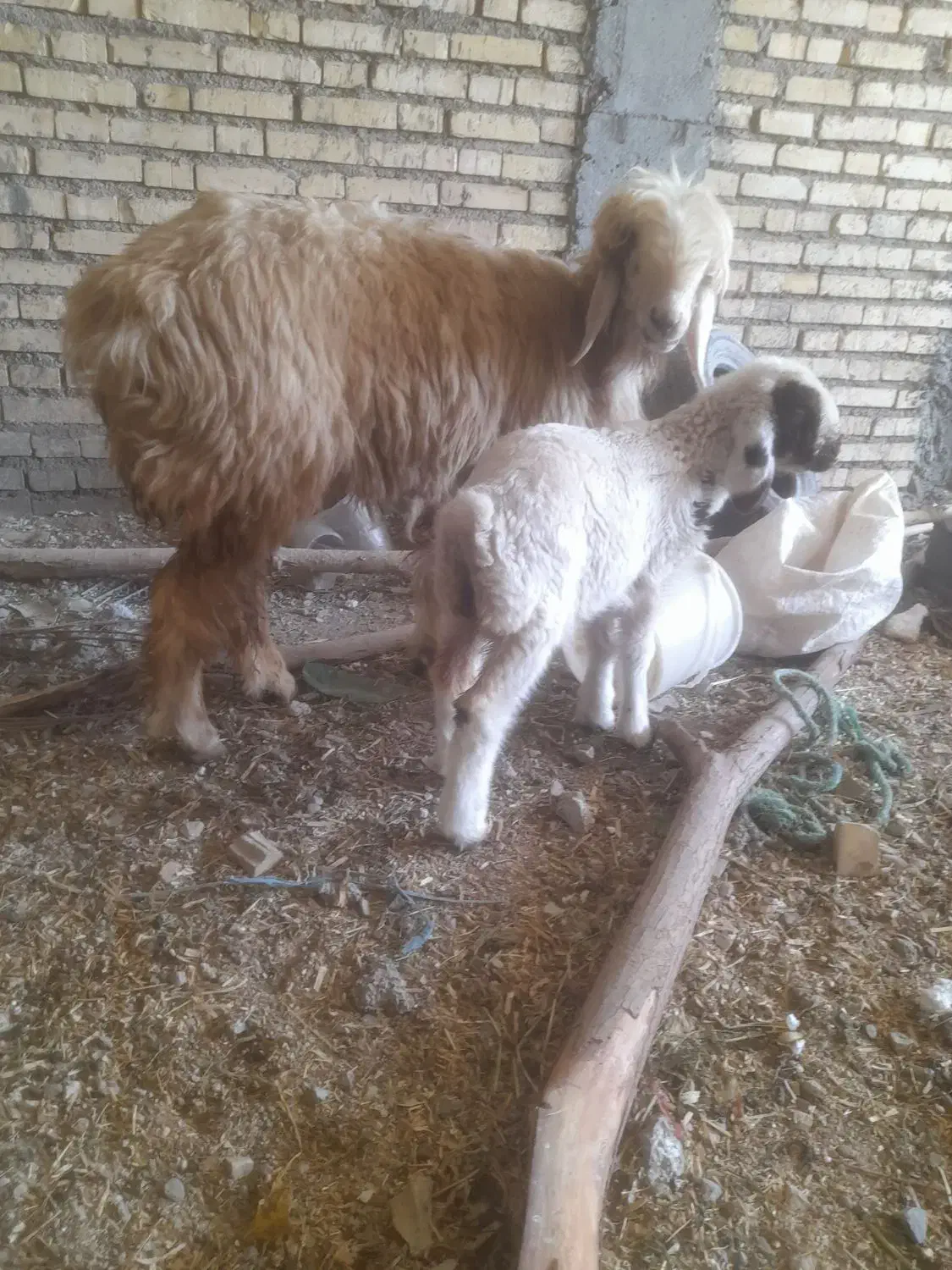 گوسفند داشتی|حیوانات مزرعه|دزفول, |دیوار