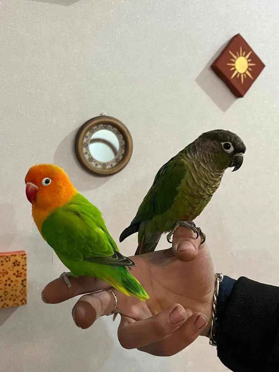 گرینچیک و کوتوله دستی|پرنده|اردکان, |دیوار