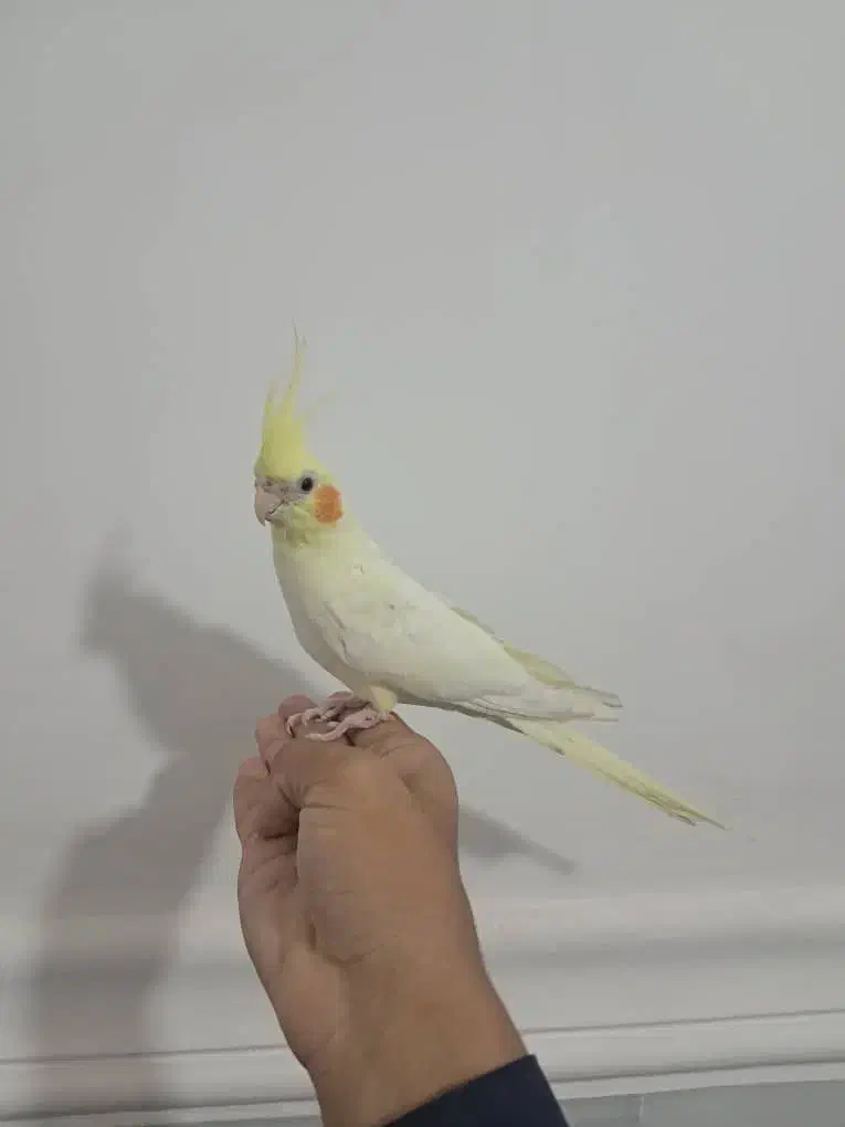 عروس هلندی لیتینو|پرنده|سراوان, |دیوار