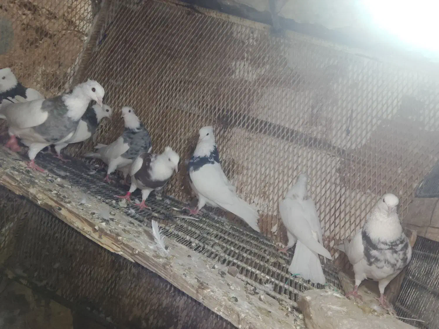 کبوتر طوقی|پرنده|مسجد سلیمان, |دیوار