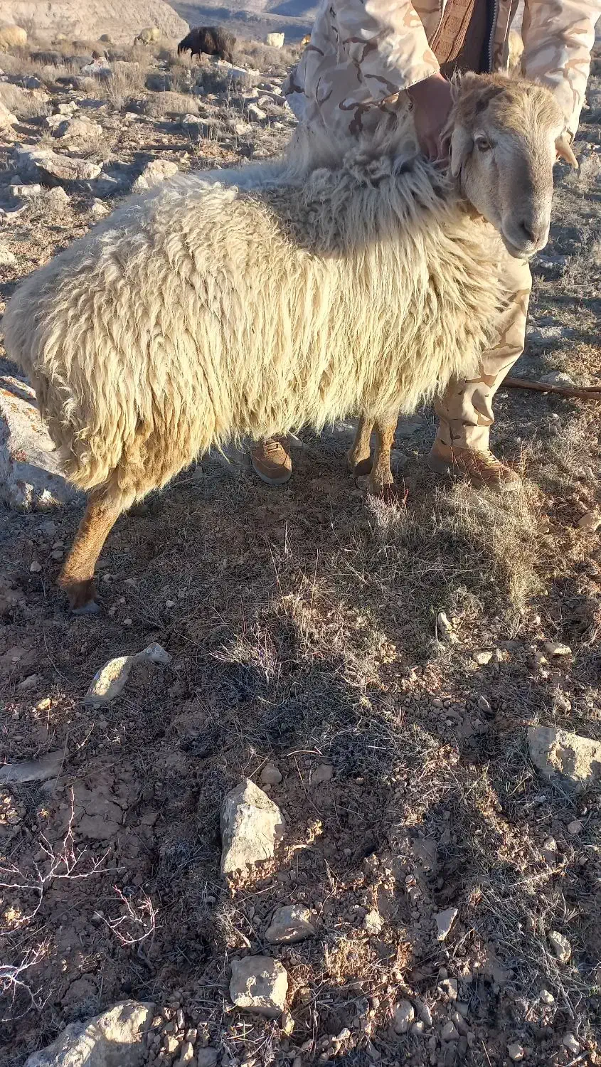 قوچ|حیوانات مزرعه|شیروان (خراسان), |دیوار