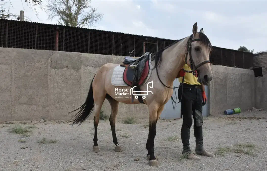 فروش اسب ترکمن مادیان فروش چک معتبر|اسب و تجهیزات اسبسواری|کرج, شهرک الهیه|دیوار
