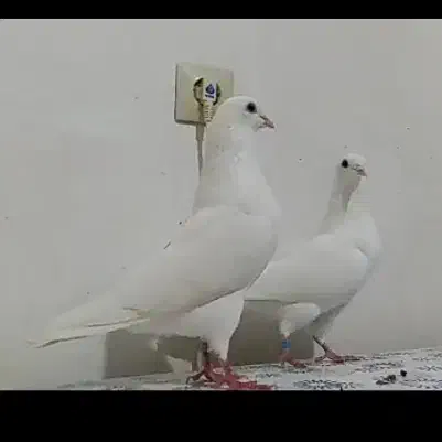 کبوترپتی والا پاکستانی وزاغ سیاه آبادانی|پرنده|بوشهر, |دیوار