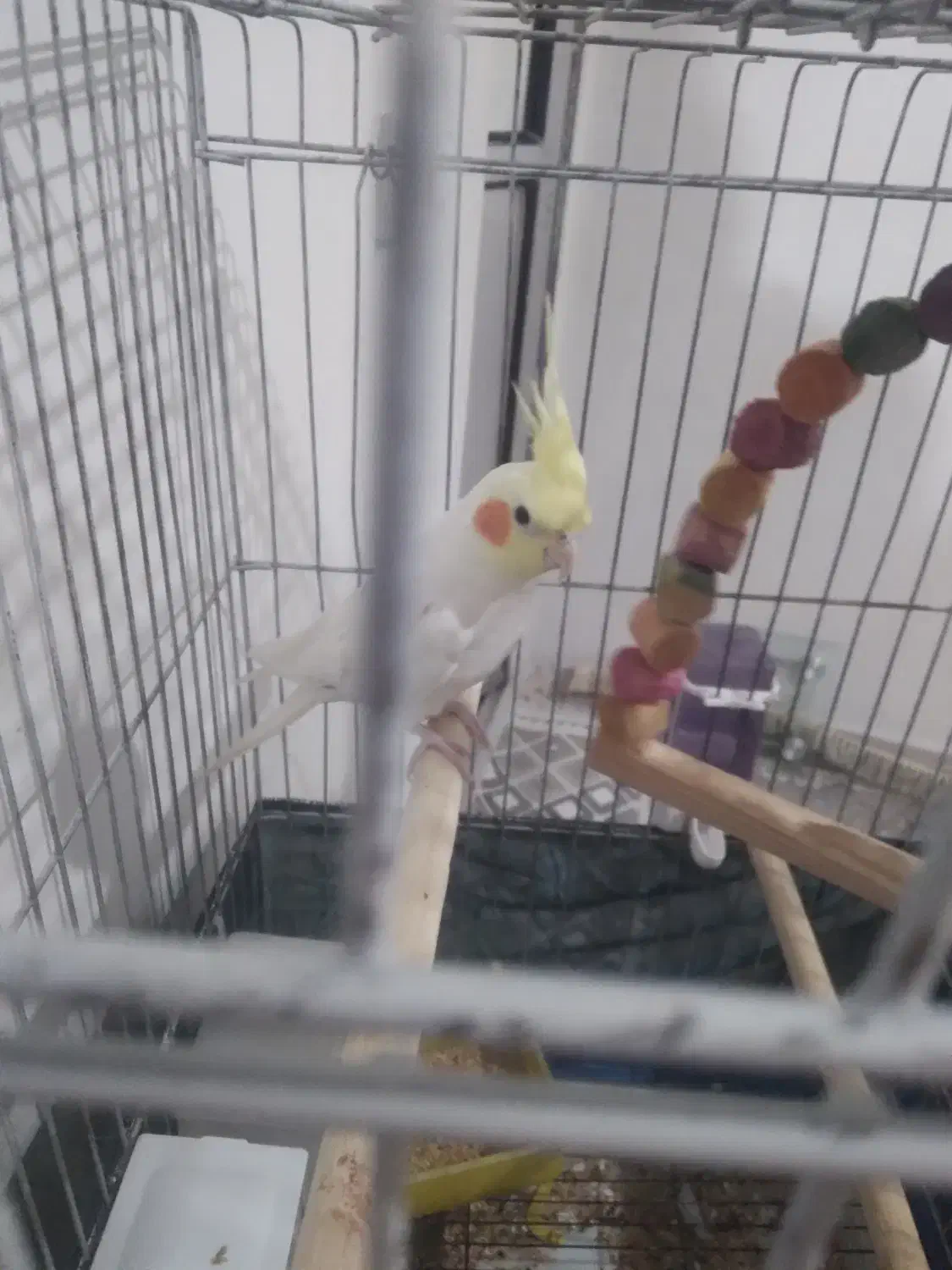 عروس هلندی|پرنده|شهریار, شهریار|دیوار