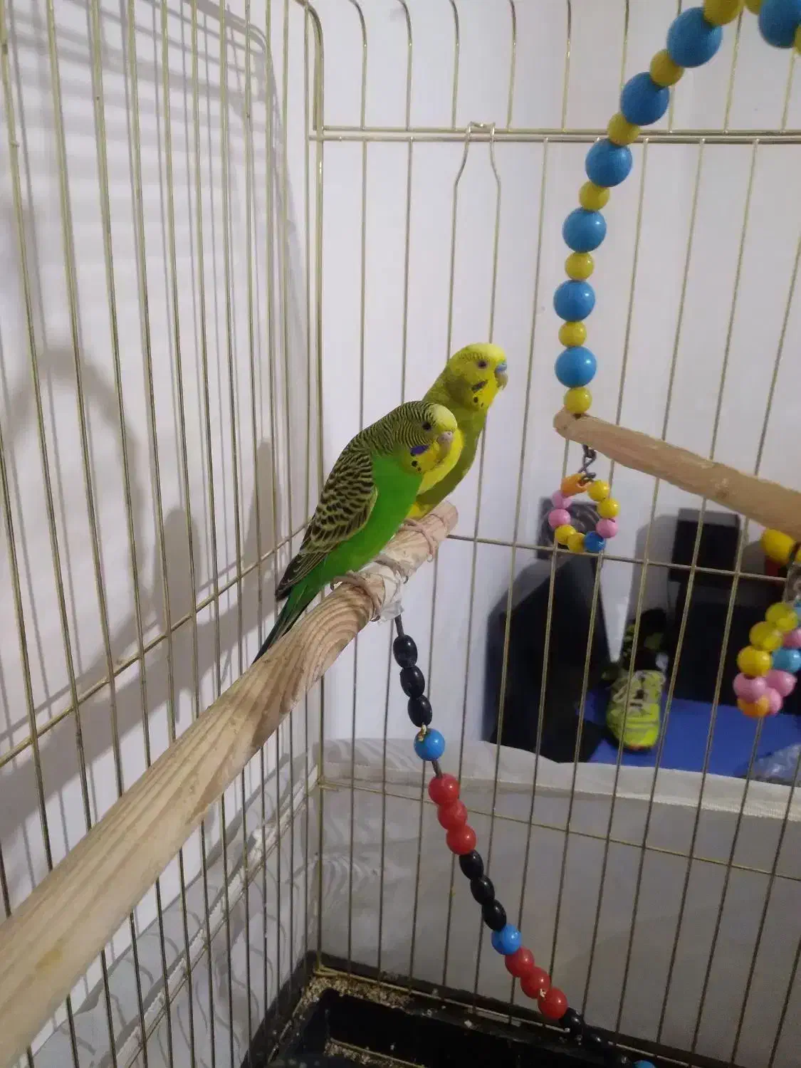 دو جفت مرغ عشق با۲ تا جوجه|پرنده|نقده, |دیوار