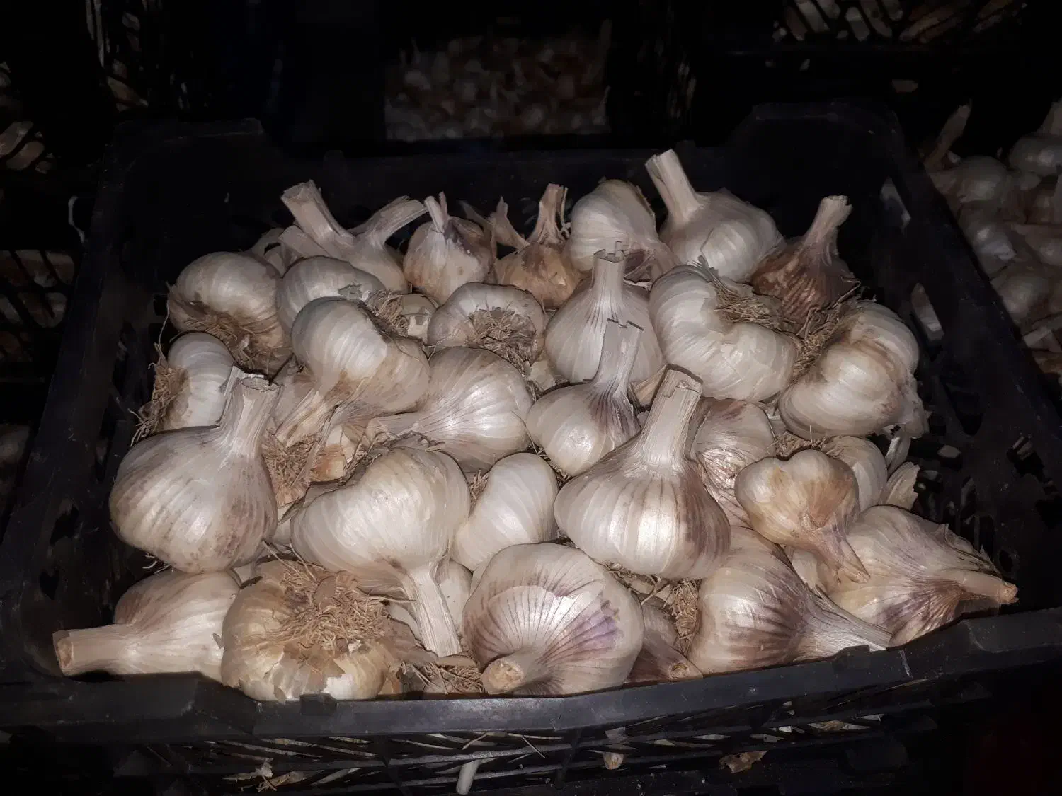 فروش سیر درجه یک ابواسحاق|خوردنی و آشامیدنی|فلارد, |دیوار