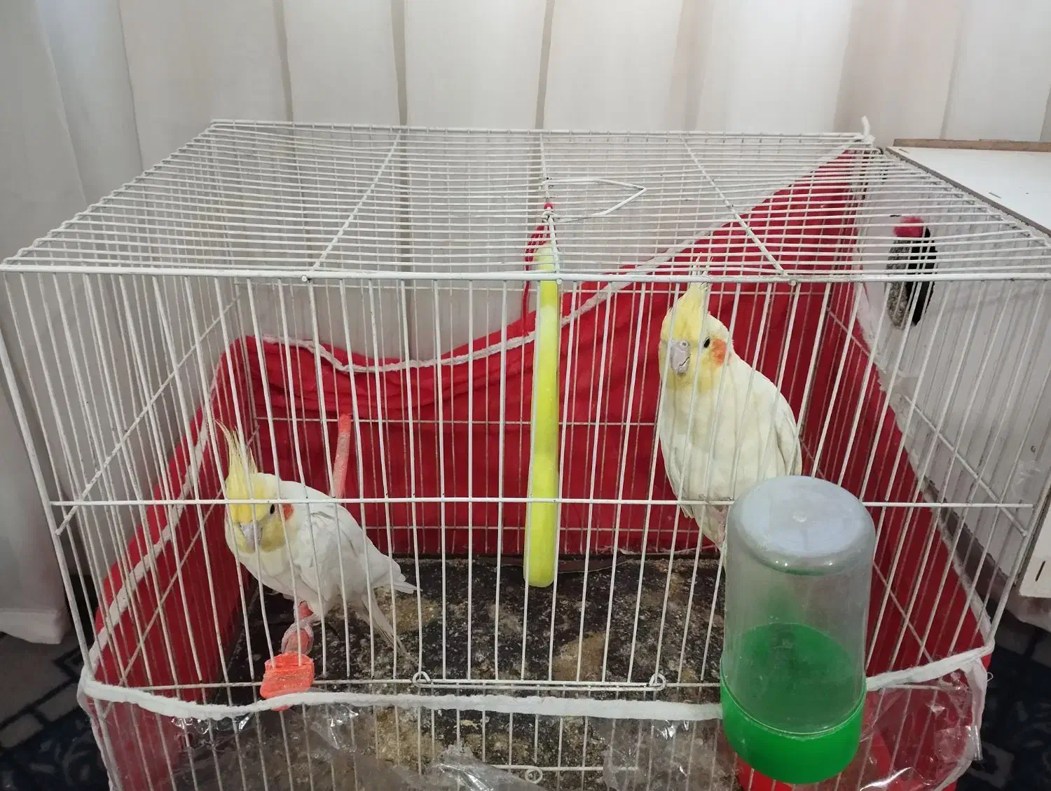 یک جفت عروس هلندی|پرنده|مشهد, شهید قربانی|دیوار