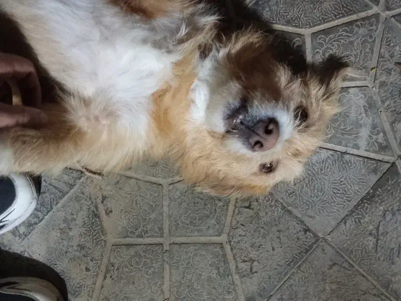 سگ شیتزو|سگ|بجنورد, |دیوار