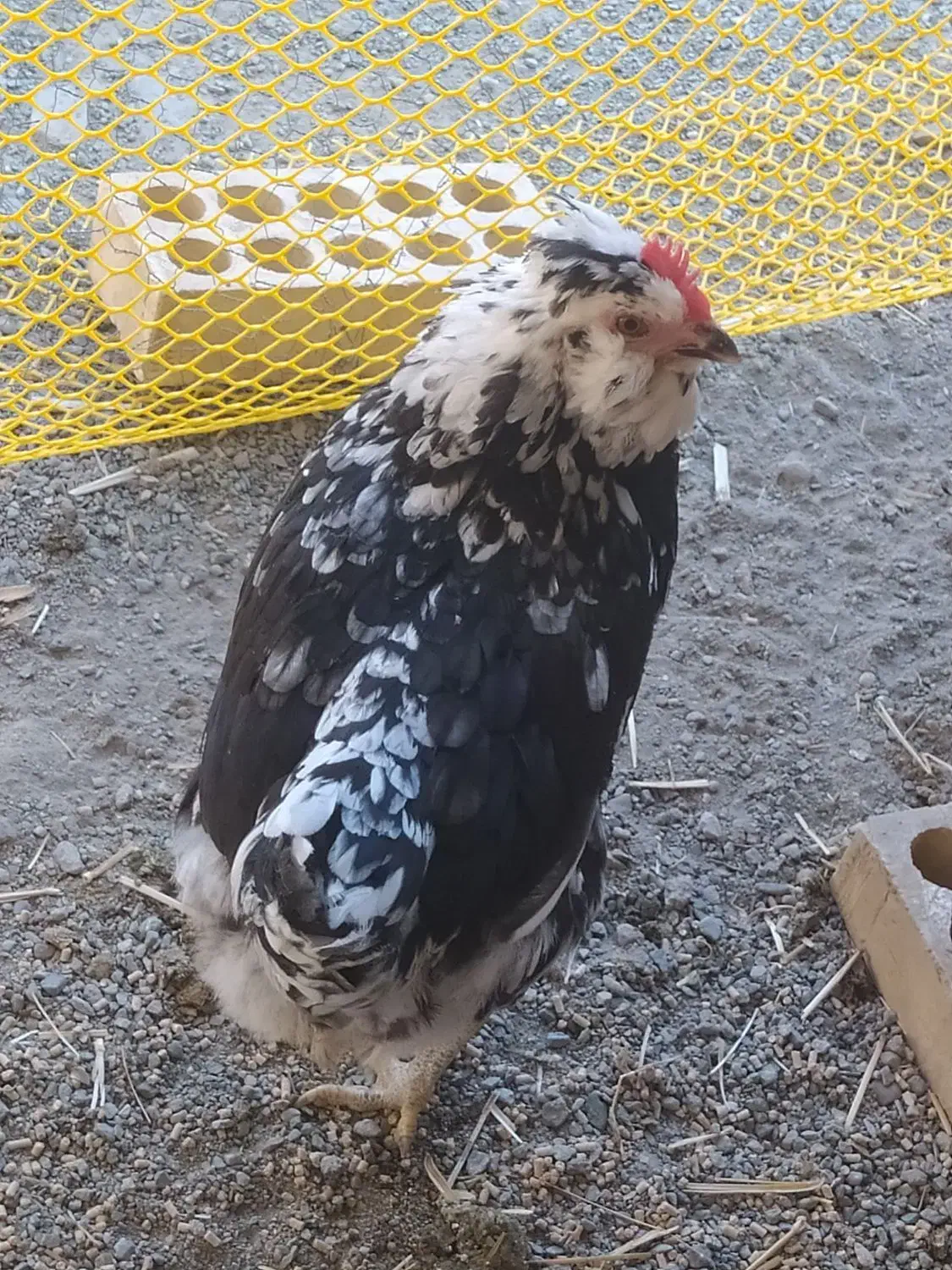 مرغ گلین با نیمچه گلین فروشی خروس هست مرغ گیر|حیوانات مزرعه|کهنوج, |دیوار