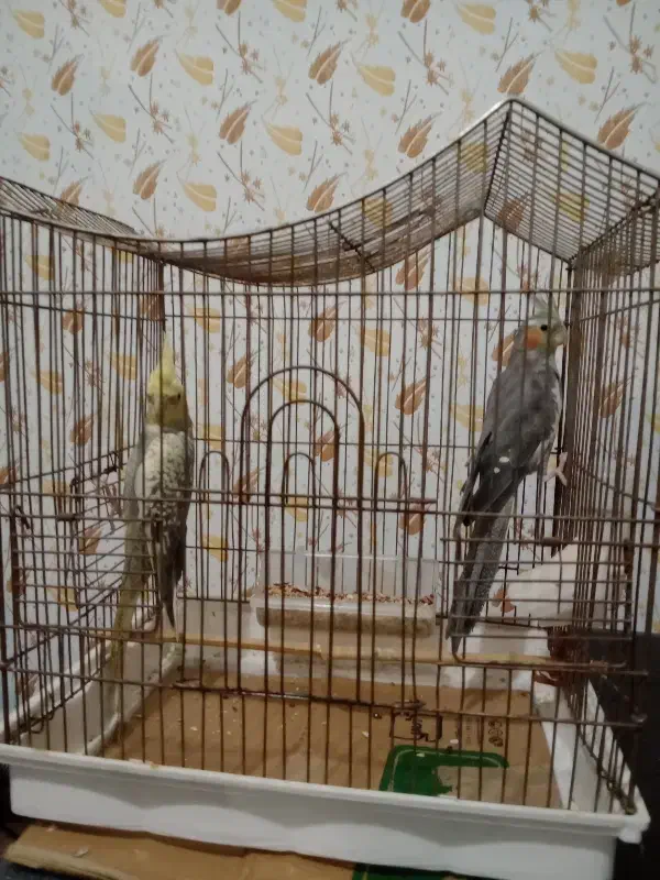 دو عدد عروس هلندی لوتینو نرو ماده و دو عددگل باقال|پرنده|رشت, کوی حسینی|دیوار