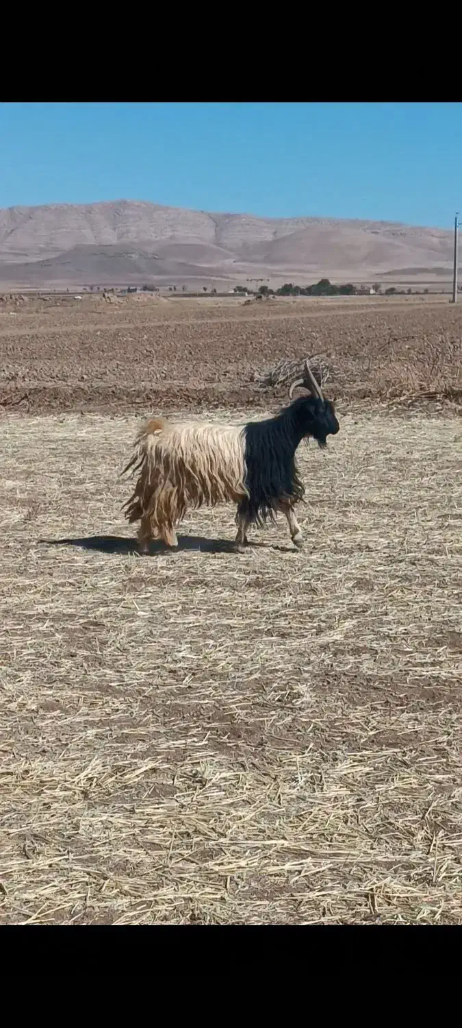 دوبر۴سال فروشی|حیوانات مزرعه|خنجین, |دیوار
