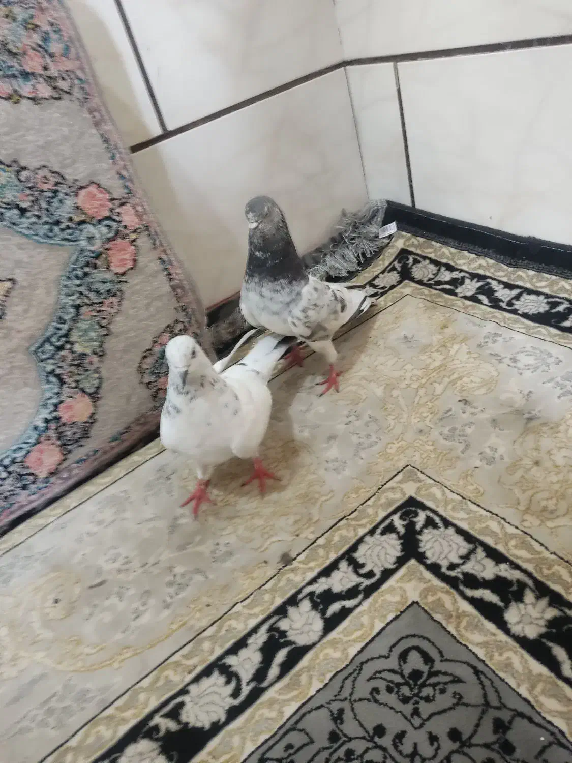 کفتر|پرنده|خرمشهر, |دیوار