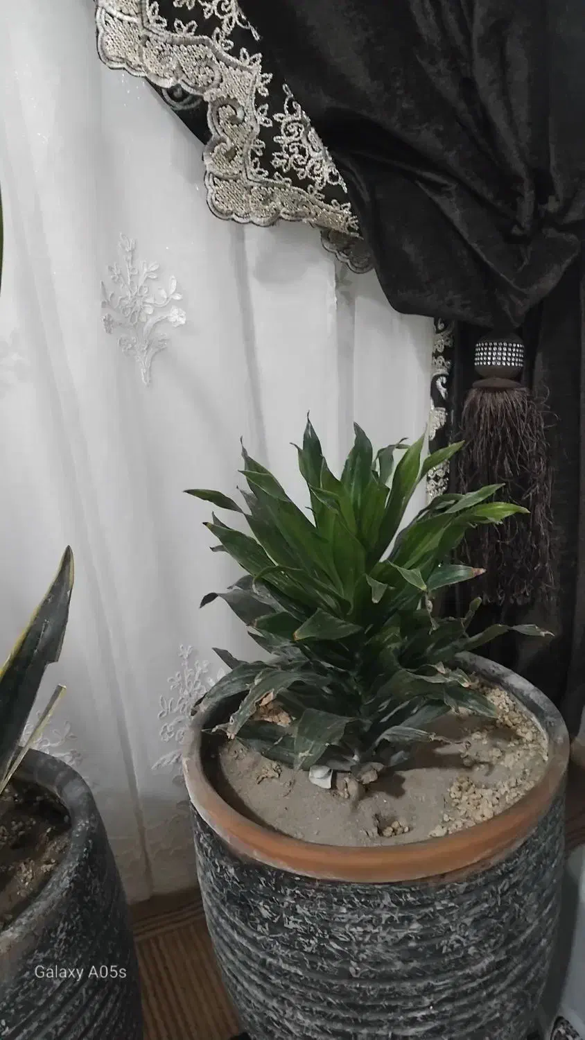 گل با گلدان فروشی|گل و گیاه طبیعی|چناران, |دیوار