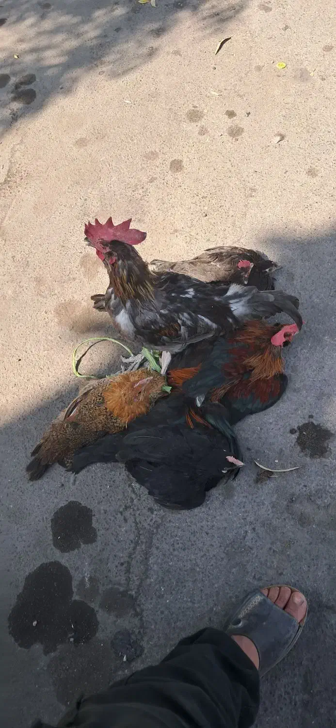 ۳تیش دوخروس یک جوجه خروس|حیوانات مزرعه|جیرفت, |دیوار