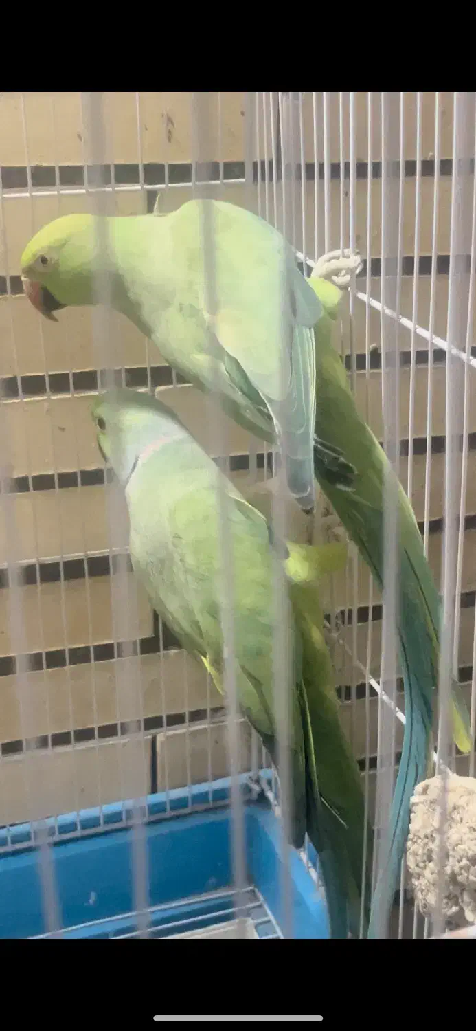 جفت طوطی ملنگو و گرینچیک|پرنده|زرند, |دیوار