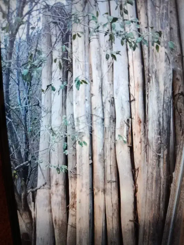 سلام چوب خشک شما را به به قیمت بالا خریدارم|خدمات باغبانی و درختکاری|اهر, |دیوار