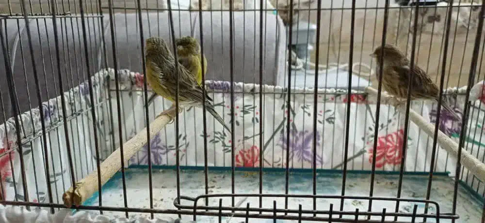 جفت قناری معاوضه|پرنده|میبد, |دیوار