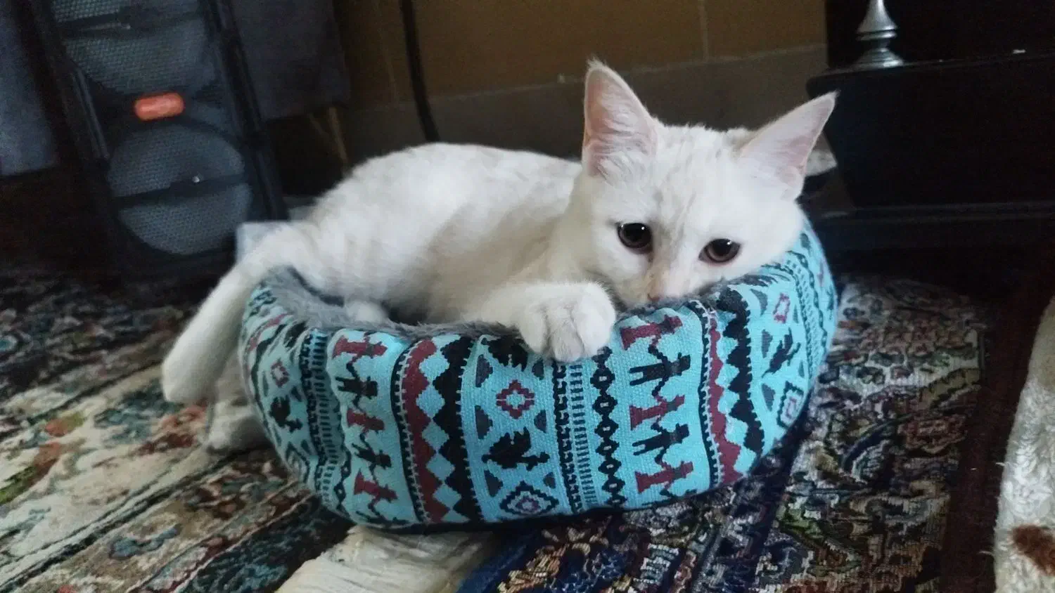 گربه پرشین اسکاتیش|گربه|کرمان, |دیوار