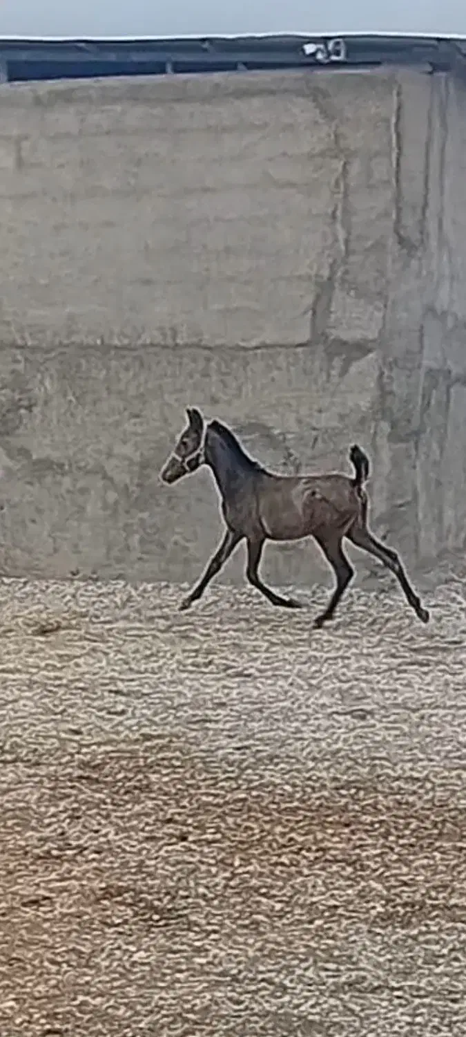 کره مادیان دوسر شجره . ۶ ماه |اسب و تجهیزات اسبسواری|کرمانشاه, |دیوار