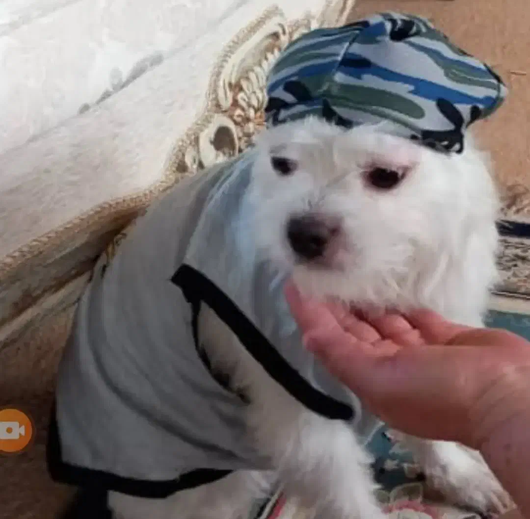 سگ گمشده|حیوانات|برازجان, |دیوار