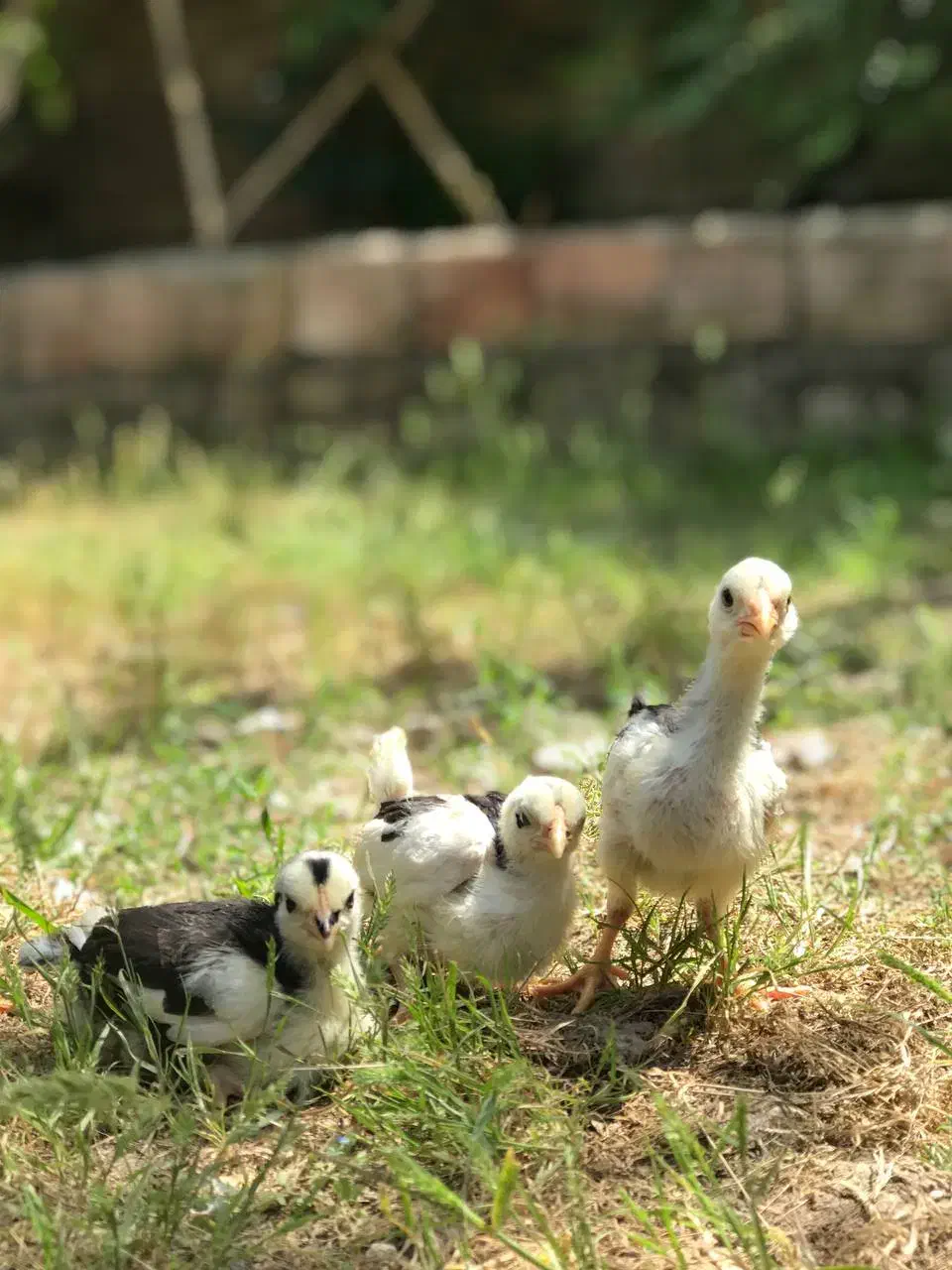 جوجه نژاد گلین|حیوانات مزرعه|نکا, |دیوار