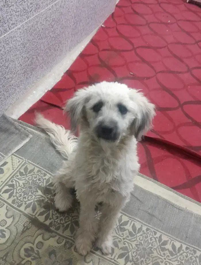 واگذاری سگ خونگی باهوش|سگ|یزد, |دیوار