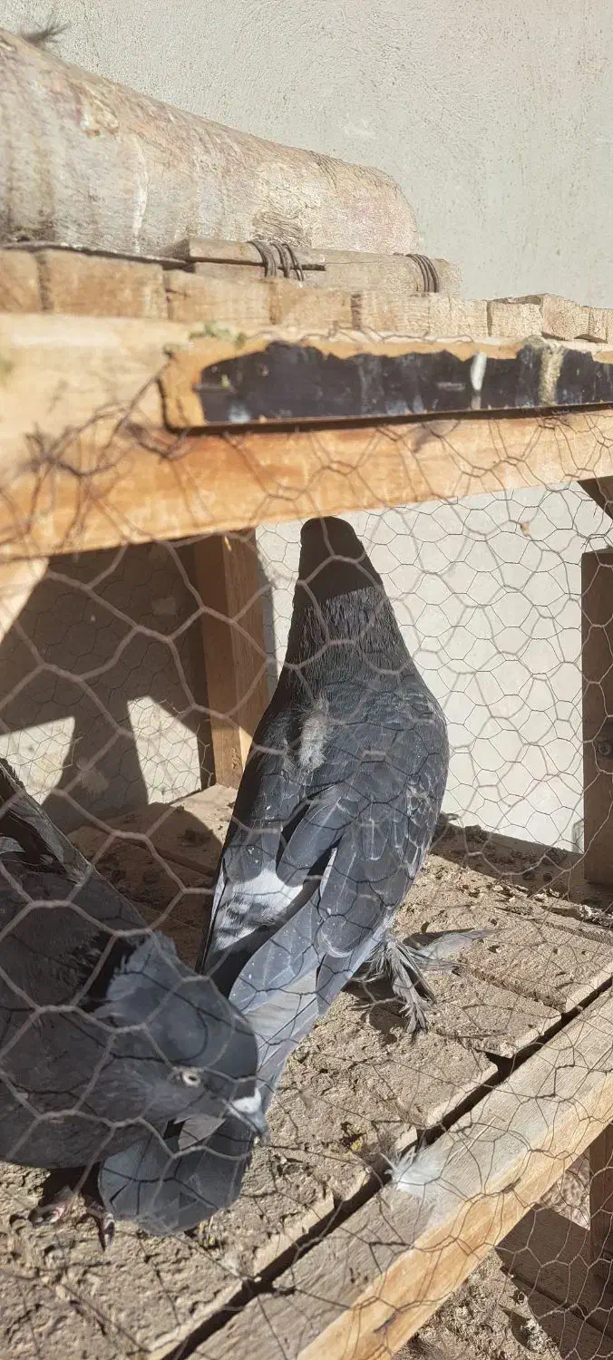 ۲ عدد کبوتر پر|پرنده|فارسان, |دیوار