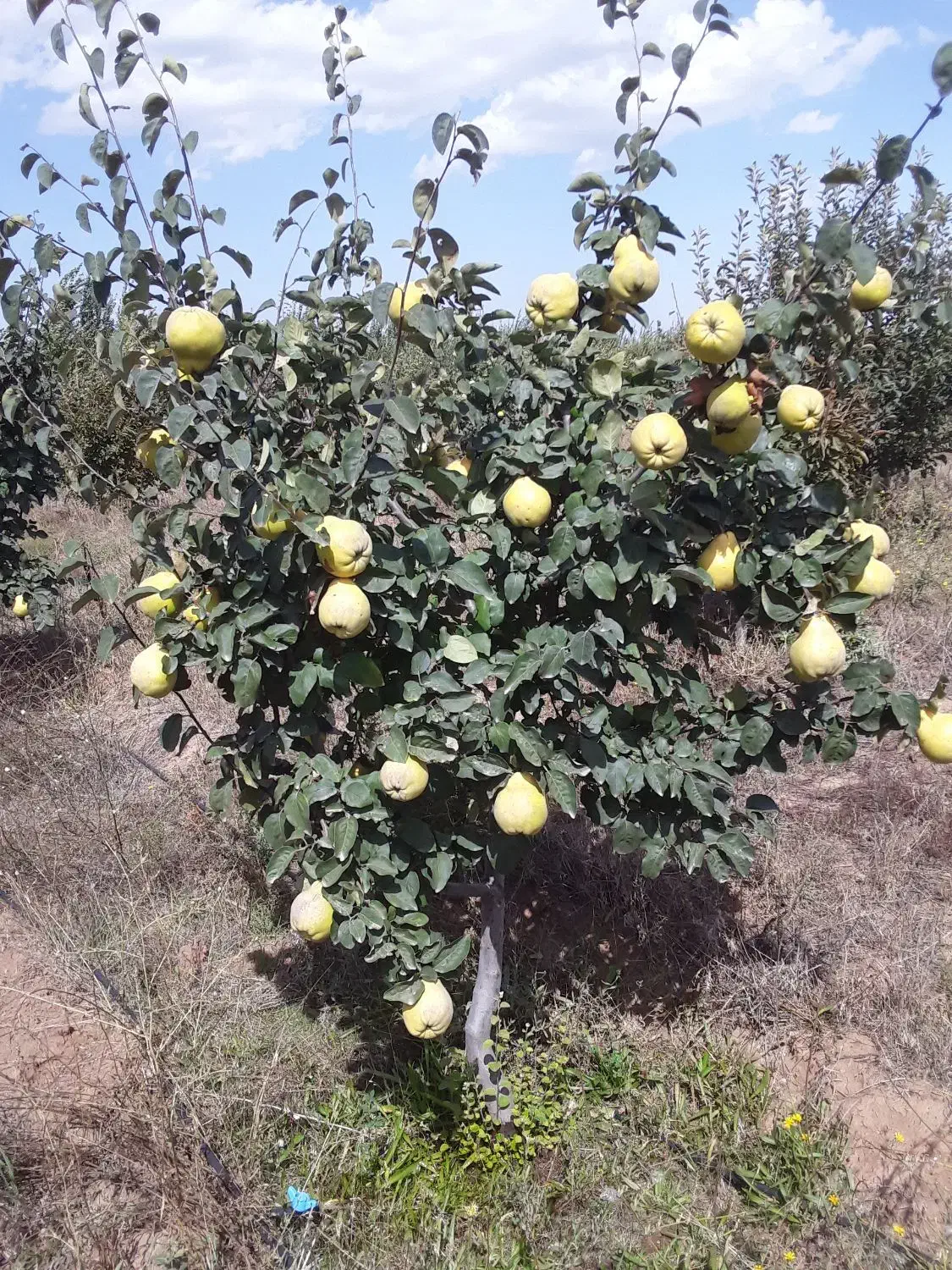 باغ|فروش زمین و ملک کلنگی|هیر, |دیوار