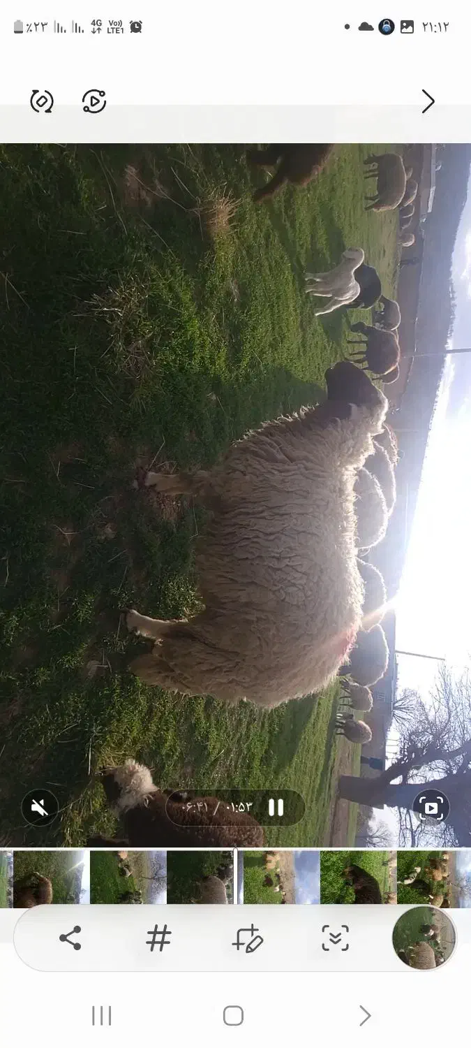 قوچ سنجابی ۳ شیره اصیل|حیوانات مزرعه|خرمآباد, |دیوار