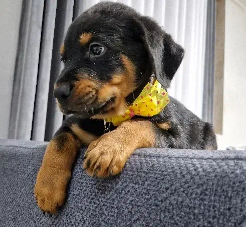 روتوایلر ماده|سگ|رشت, منظریه|دیوار