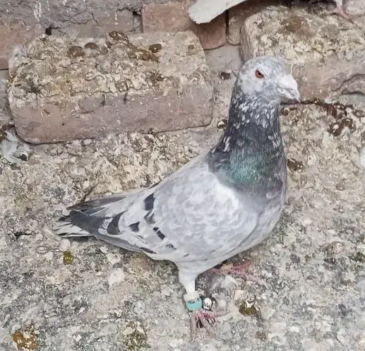 هفرنگ کوهی سرخ هفرنگ ماده|پرنده|دشتابی, |دیوار