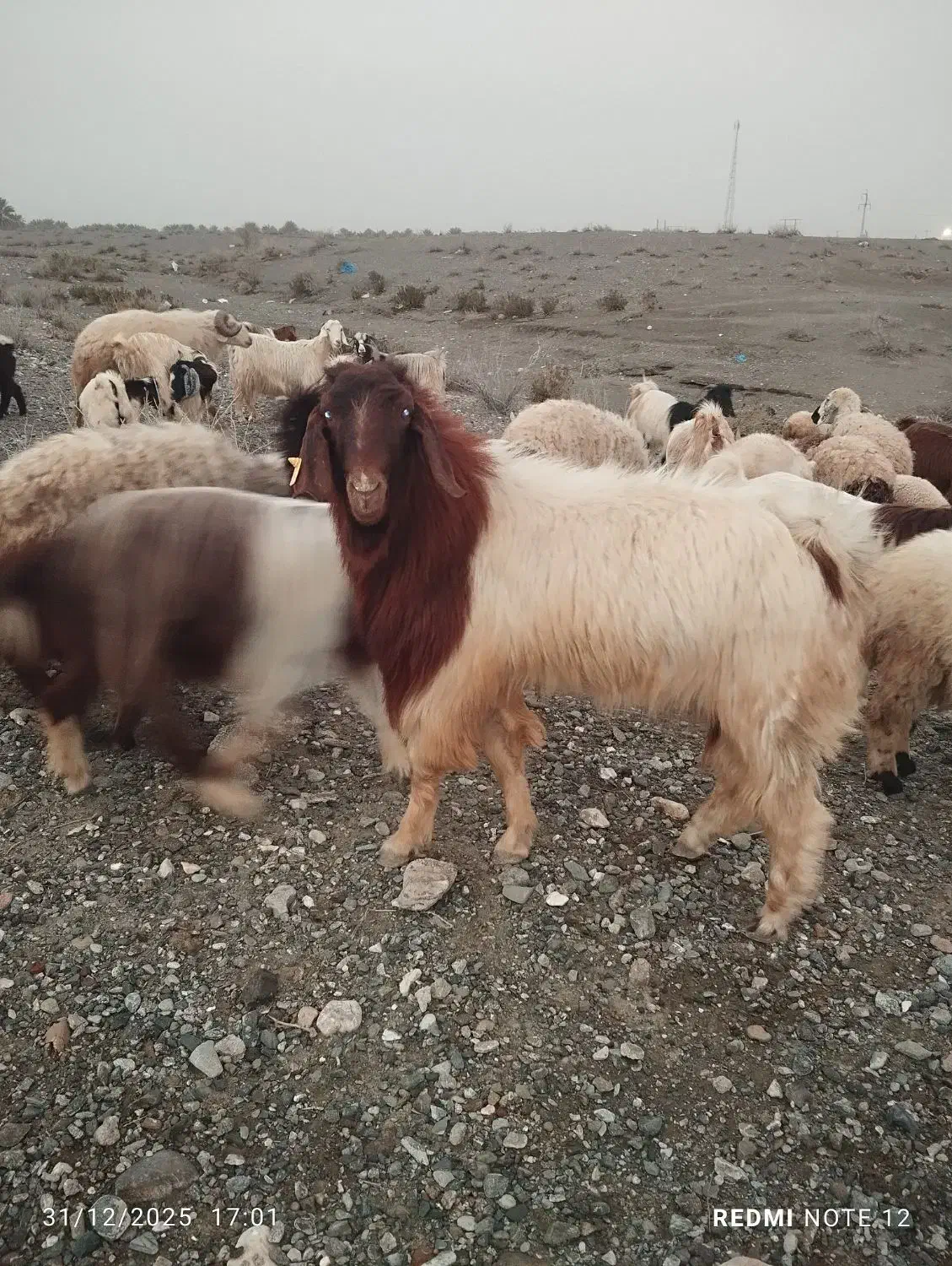 گوسفند|حیوانات مزرعه|فاریاب, |دیوار