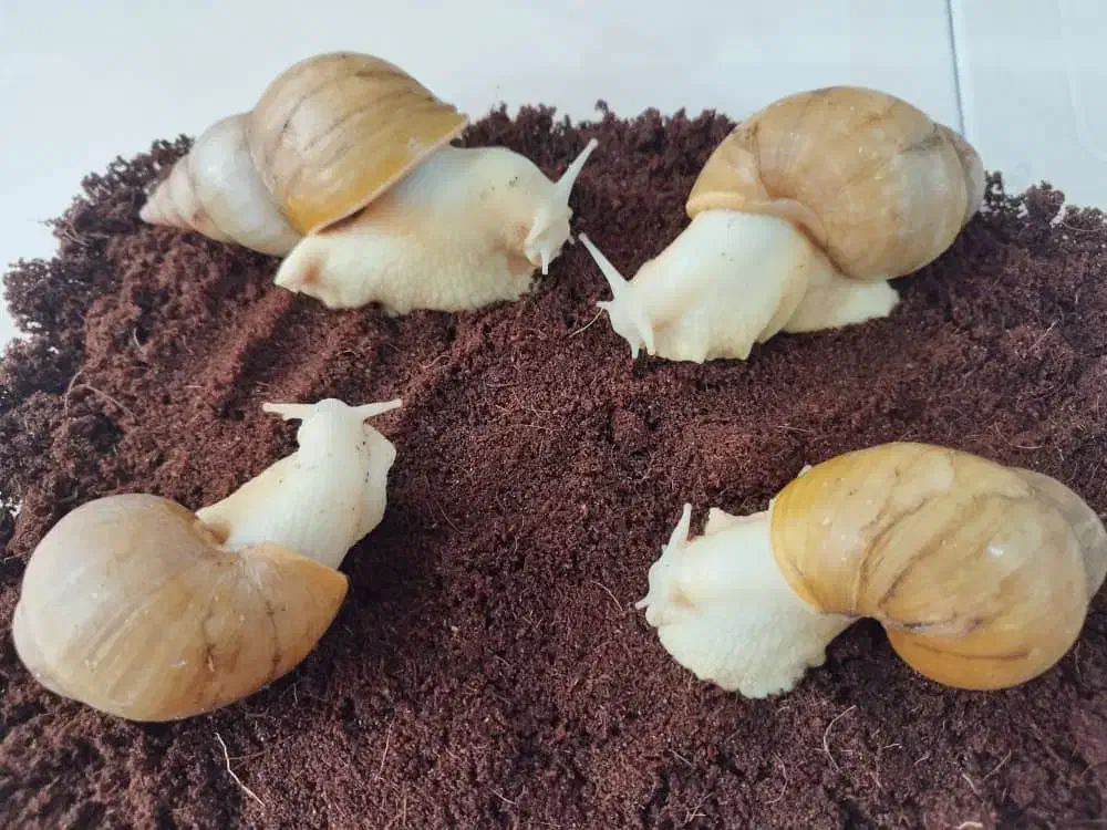 فروشگاه حلزون و ملزومات نگهداری|خزنده|کرج, اتحاد|دیوار