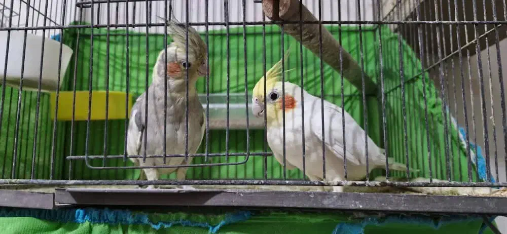 یک جفت عروس هلندی جوان|پرنده|تهران, سبلان (لشگر)|دیوار