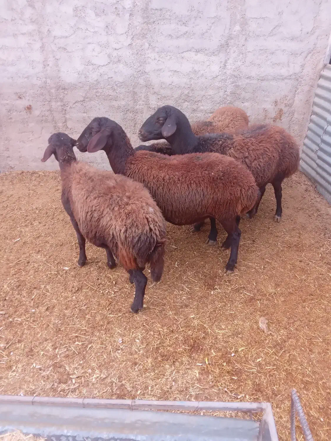 گوسفند شیشک بره دار قزل افشاری|حیوانات مزرعه|بشاریات, |دیوار