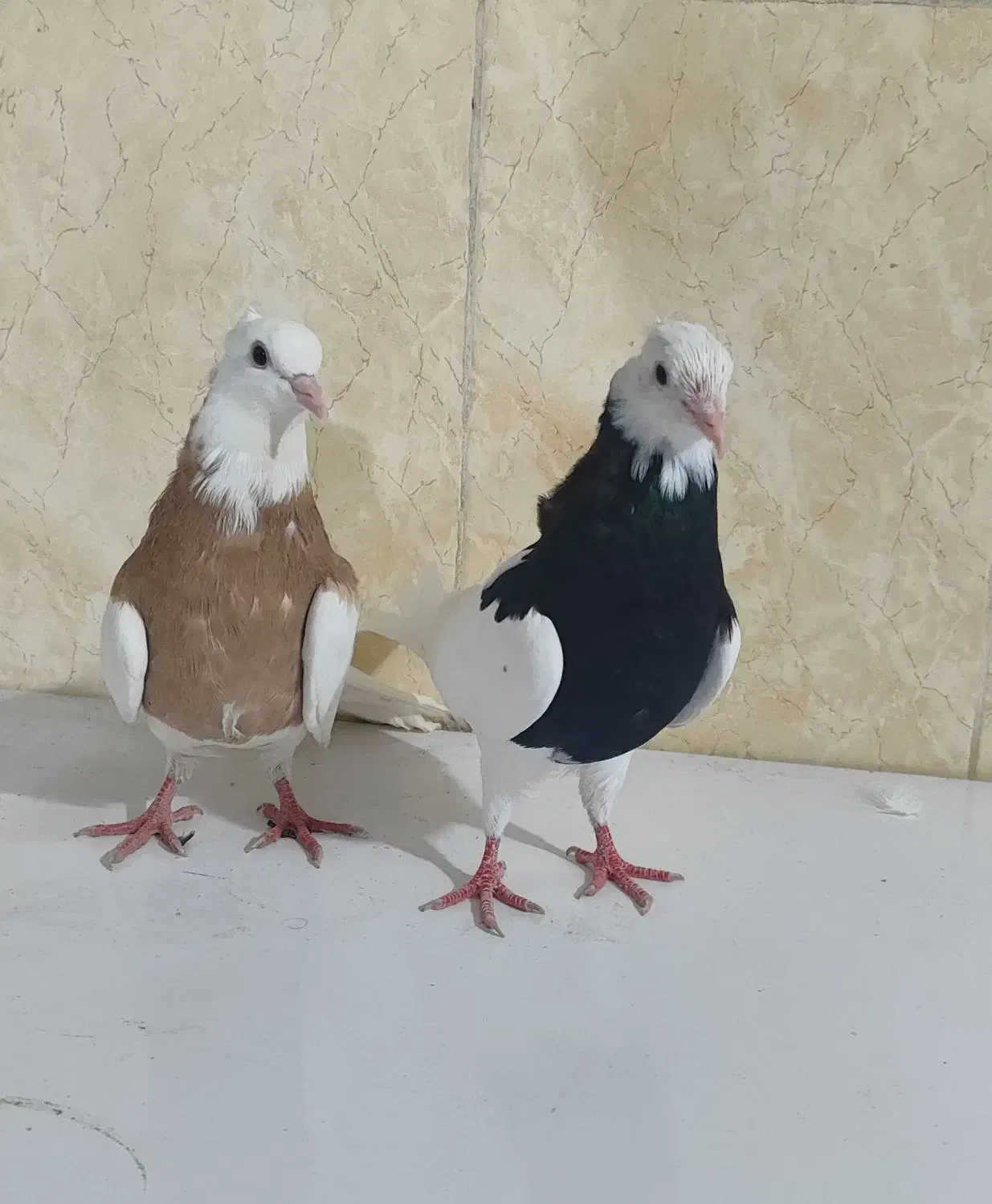 طوقی|پرنده|کاکی, |دیوار