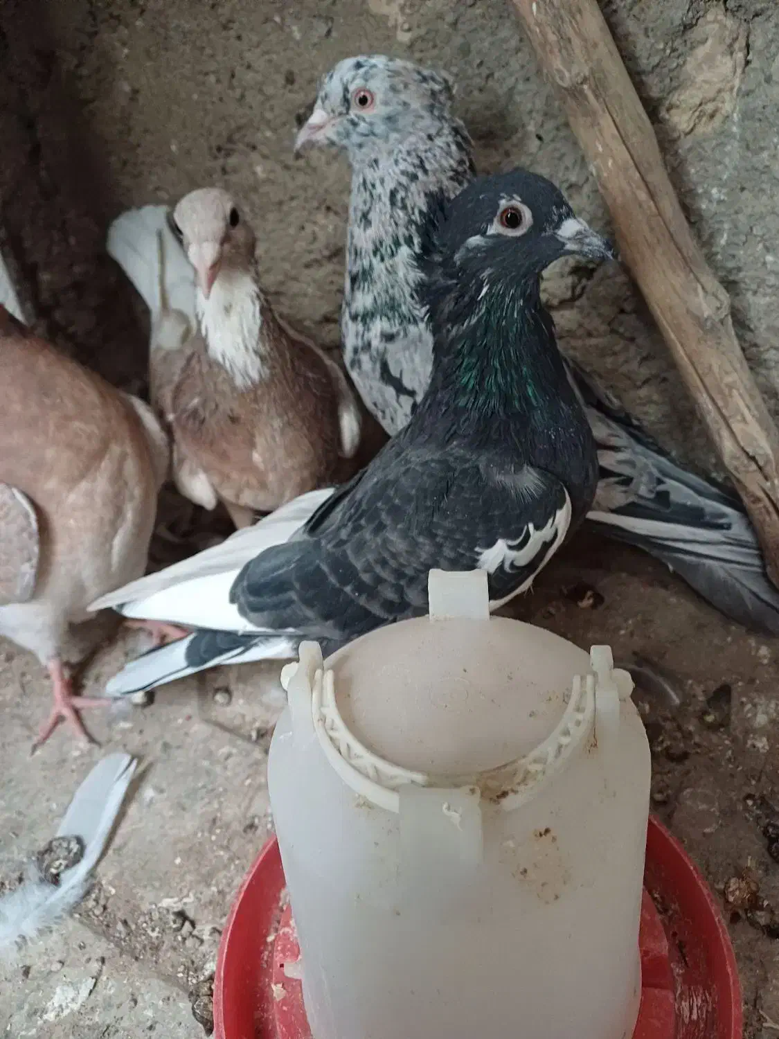 یک ماده کله هما بادوتا جوجه هفرنگ کله هما|پرنده|اسفراین, |دیوار