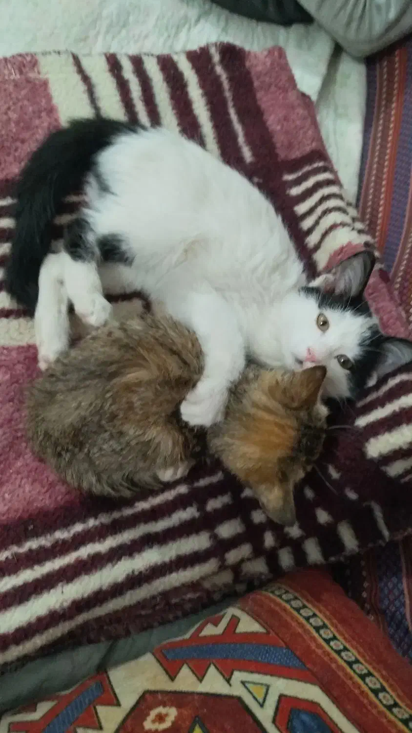 دخترای کوچولو|گربه|شیراز, سیلو|دیوار