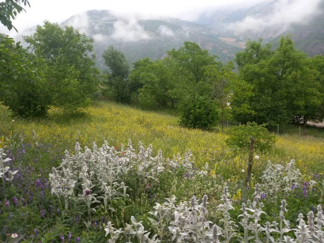 زمین|فروش زمین و ملک کلنگی|دالخانی, |دیوار