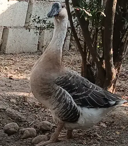 نر بالغ قوغاز افریقایی|حیوانات مزرعه|گنبد کاووس, |دیوار