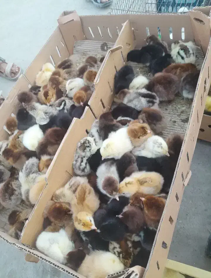 اردک با جوجه|پرنده|بنت, |دیوار