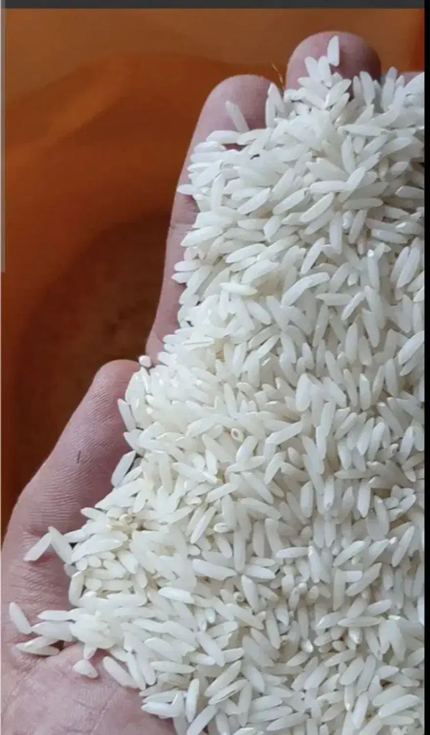 برنج طارم هاشمی|عمدهفروشی|گلوگاه بابل (گلیا), |دیوار