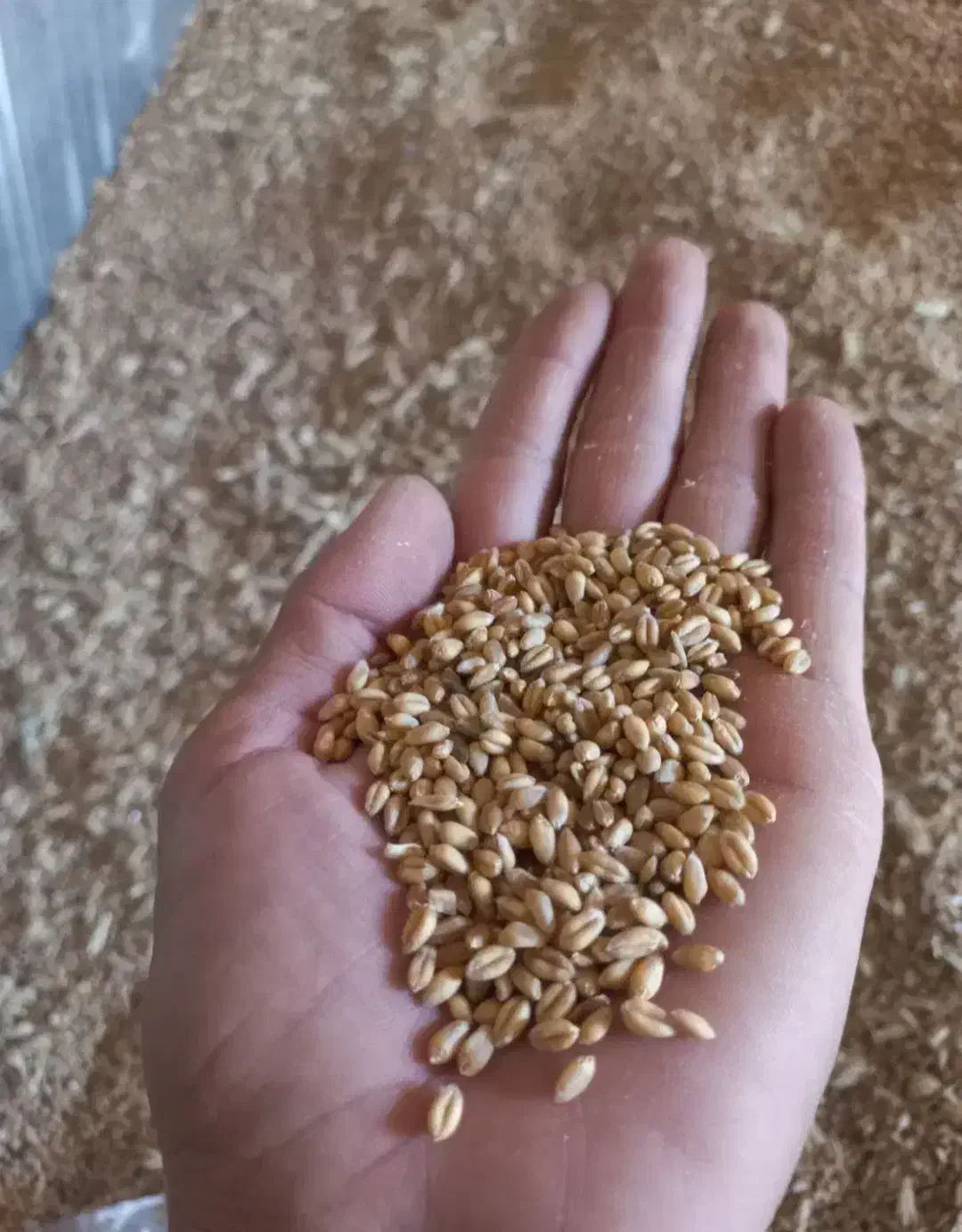 گندم پیشگام|عمده‌فروشی|چناران, |دیوار